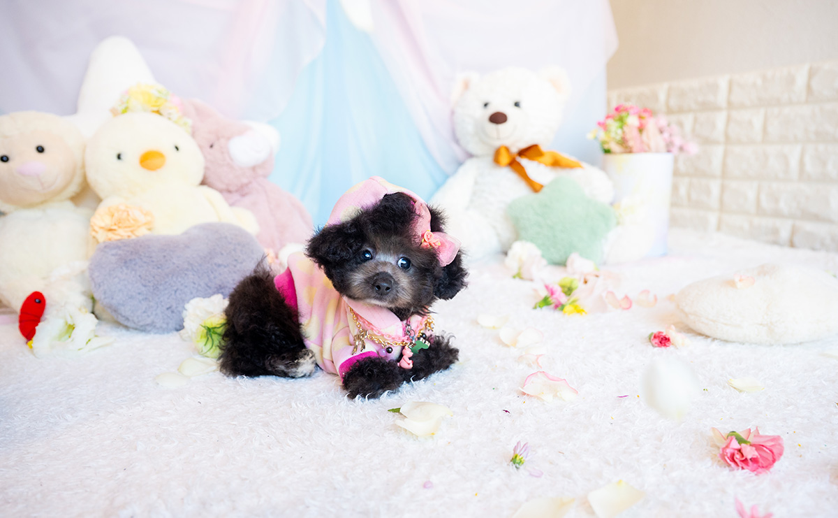 ティーカッププードルのシルバーの女の子|2025年9月1日生まれ|No.10940|画像4枚目