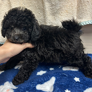 トイプードルのシルバーの男の子｜2025年9月27日生まれ｜No.10961｜画像0枚目