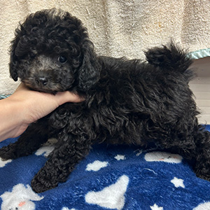 トイプードルのシルバーの男の子｜2025年9月27日生まれ｜No.10961｜画像1枚目