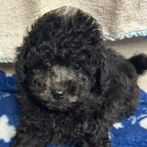 トイプードルのシルバーの男の子｜2025年9月27日生まれ｜No.10961｜画像2枚目