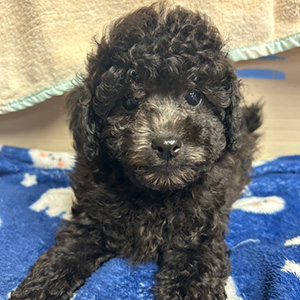 トイプードルのシルバーの男の子｜2025年9月27日生まれ｜No.10961｜画像3枚目