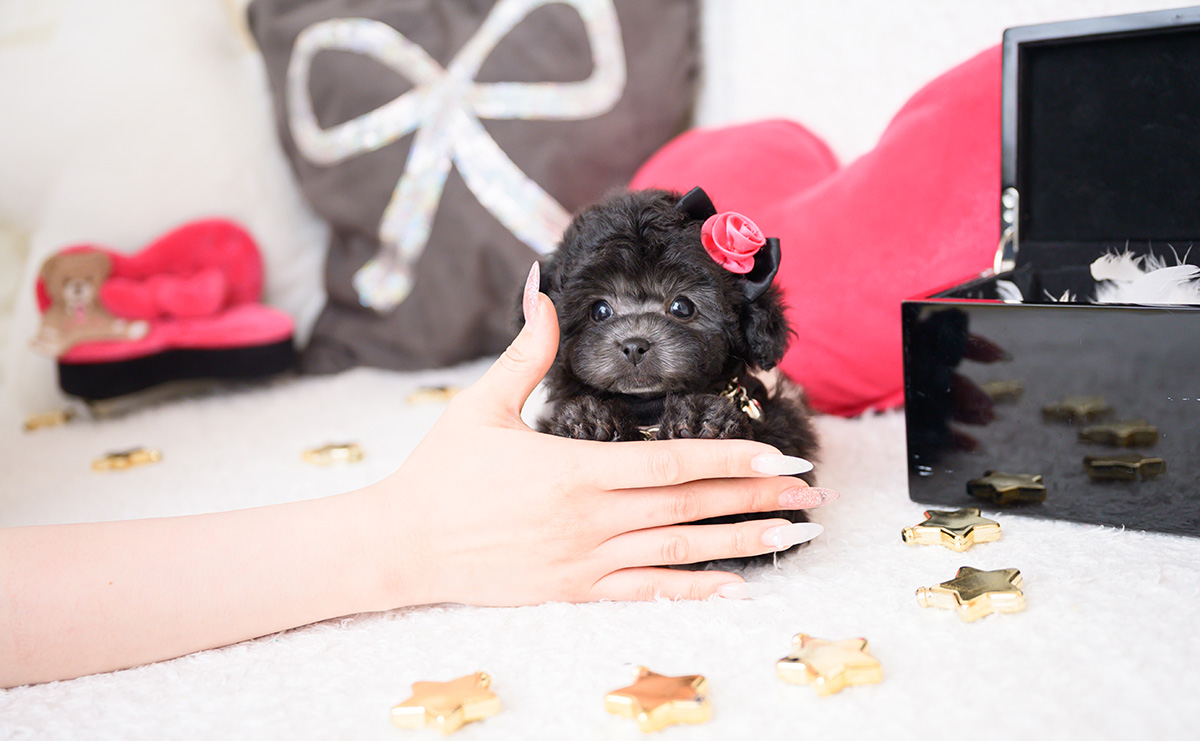 ティーカッププードルのシルバーの女の子｜2025年12月4日生まれ｜No.11068｜画像1枚目