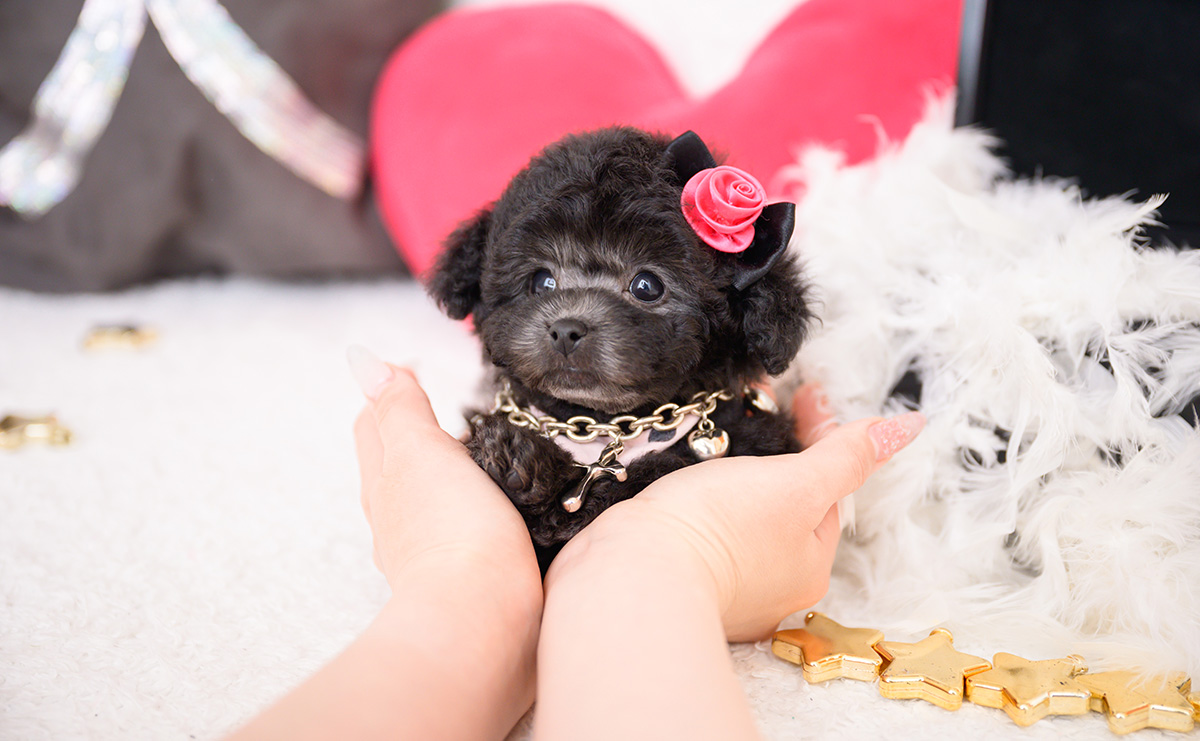 ティーカッププードルのシルバーの女の子｜2025年12月4日生まれ｜No.11068｜画像5枚目