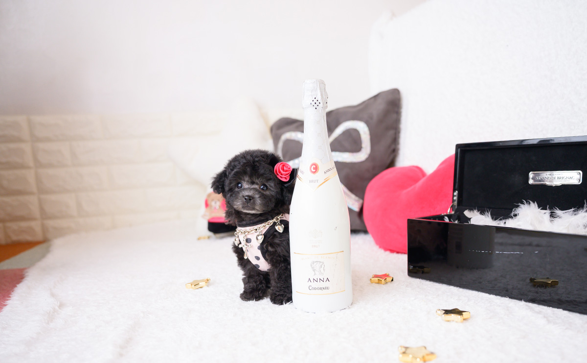 ティーカッププードルのシルバーの女の子｜2025年12月4日生まれ｜No.11068｜画像3枚目