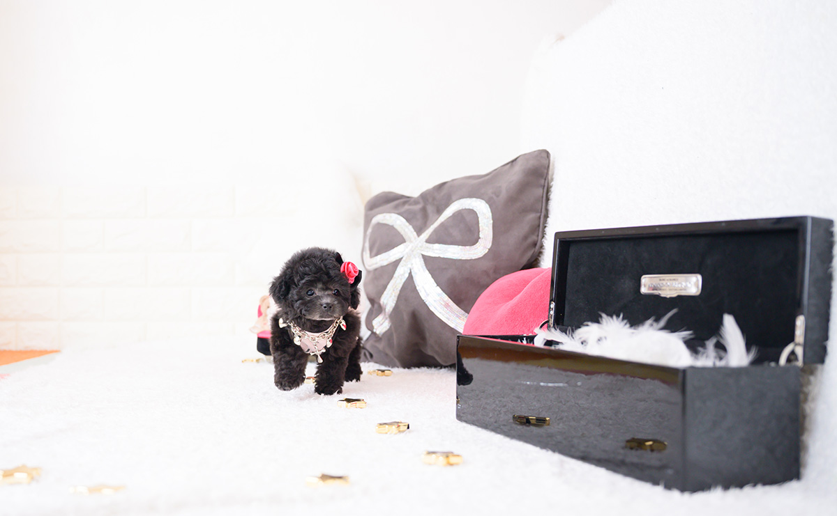 ティーカッププードルのシルバーの女の子｜2025年12月4日生まれ｜No.11068｜画像7枚目