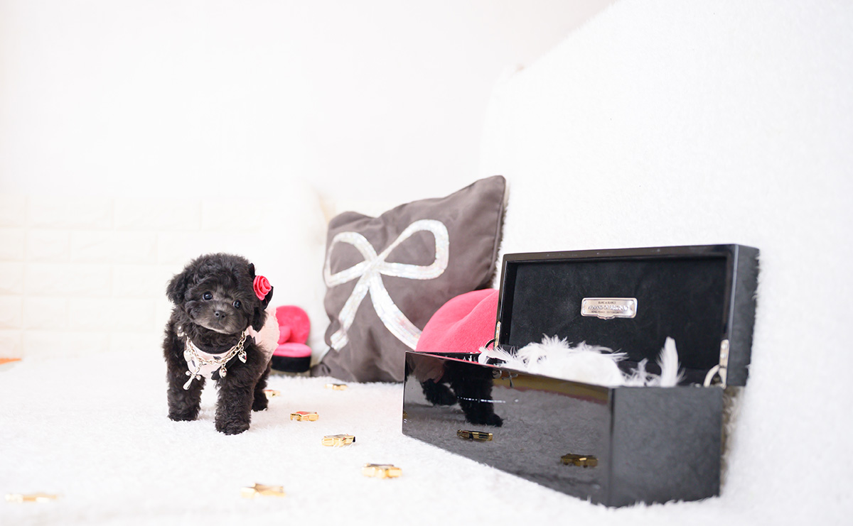 ティーカッププードルのシルバーの女の子｜2025年12月4日生まれ｜No.11068｜画像8枚目