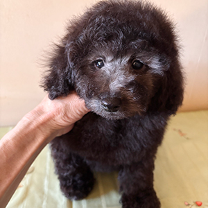 トイプードルのシルバーの男の子｜2025年11月24日生まれ｜No.11076｜画像0枚目