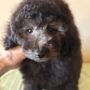 トイプードルのシルバーの男の子｜2025年11月24日生まれ｜No.11076｜画像1枚目