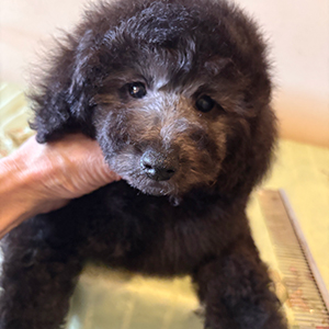 トイプードルのシルバーの男の子｜2025年11月24日生まれ｜No.11076｜画像2枚目