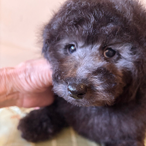 トイプードルのシルバーの男の子｜2025年11月24日生まれ｜No.11076｜画像3枚目