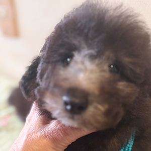 トイプードルのシルバーの男の子｜2025年11月24日生まれ｜No.11082｜画像1枚目