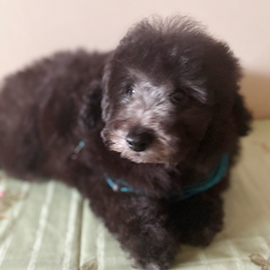 トイプードルのシルバーの男の子｜2025年11月24日生まれ｜No.11082｜画像2枚目