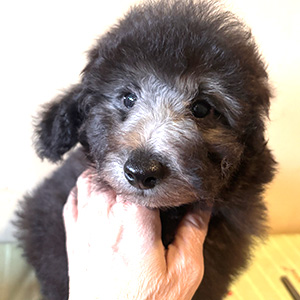 トイプードルのシルバーの男の子｜2025年11月24日生まれ｜No.11082｜画像3枚目