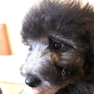 トイプードルのシルバーの男の子｜2025年11月24日生まれ｜No.11082｜画像4枚目