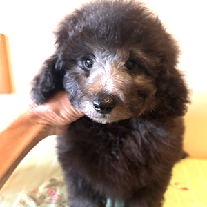 トイプードルのシルバーの男の子｜2025年11月24日生まれ｜No.11082｜画像5枚目