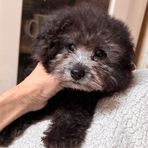 タイニープードルのシルバーの女の子|2025年11月3日生まれ|No.11103|画像0枚目