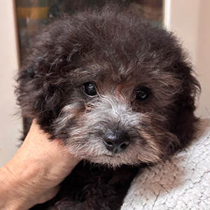 タイニープードルのシルバーの女の子|2025年11月3日生まれ|No.11103|画像2枚目