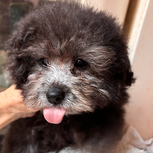 タイニープードルのシルバーの女の子｜2025年11月3日生まれ｜No.11103｜画像5枚目