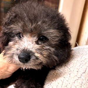 タイニープードルのシルバーの女の子|2025年11月3日生まれ|No.11103|画像4枚目