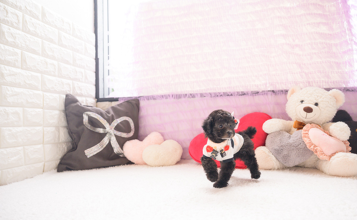 タイニープードルのシルバーの女の子｜2026年2月26日生まれ｜No.11183｜画像1枚目