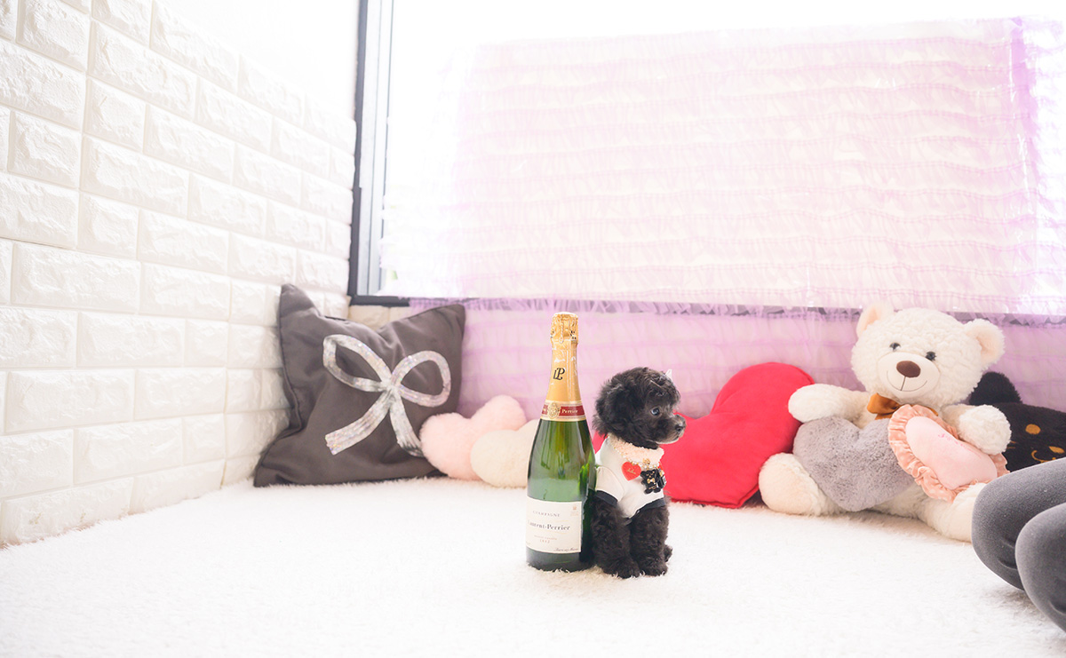 タイニープードルのシルバーの女の子｜2026年2月26日生まれ｜No.11183｜画像2枚目