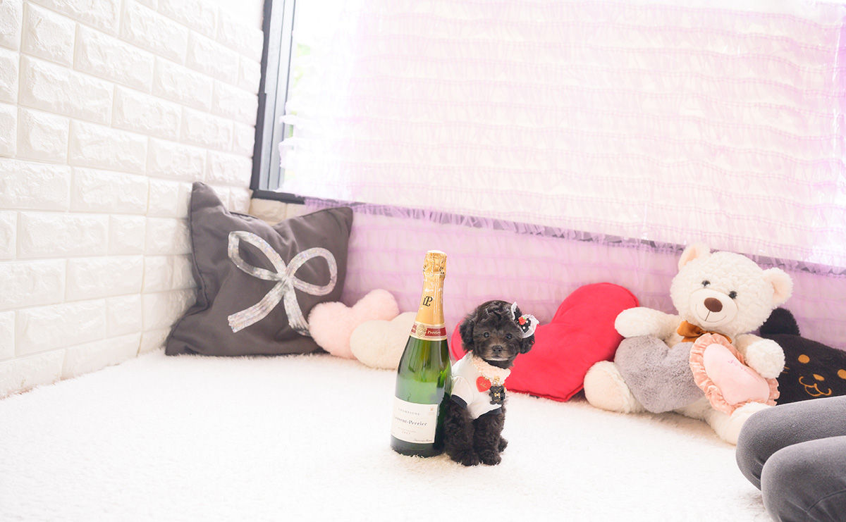 タイニープードルのシルバーの女の子｜2026年2月26日生まれ｜No.11183｜画像3枚目