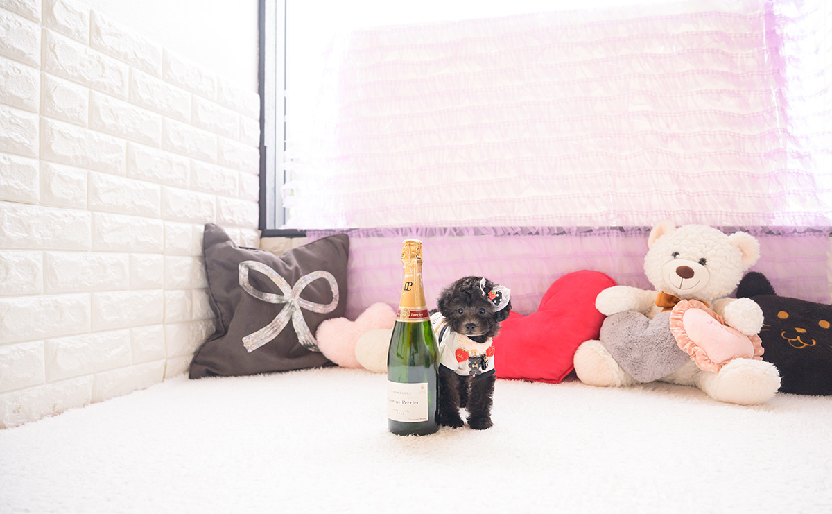 タイニープードルのシルバーの女の子｜2026年2月26日生まれ｜No.11183｜画像4枚目