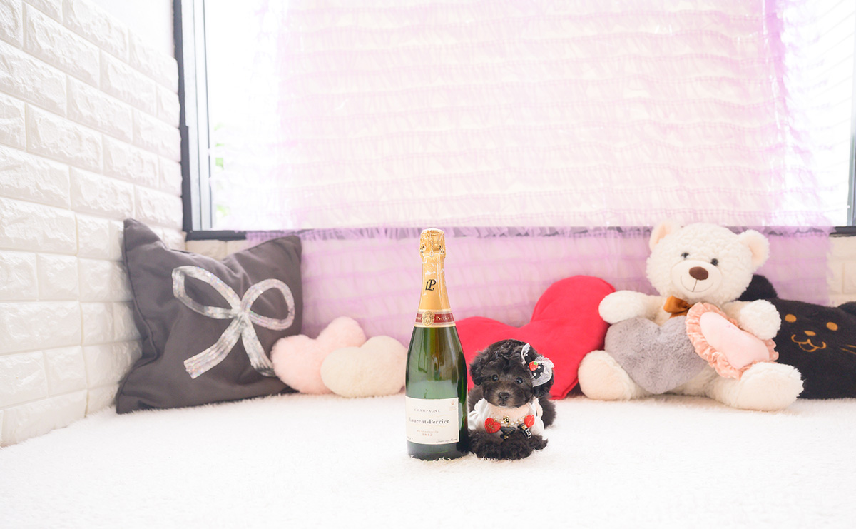 タイニープードルのシルバーの女の子｜2026年2月26日生まれ｜No.11183｜画像5枚目