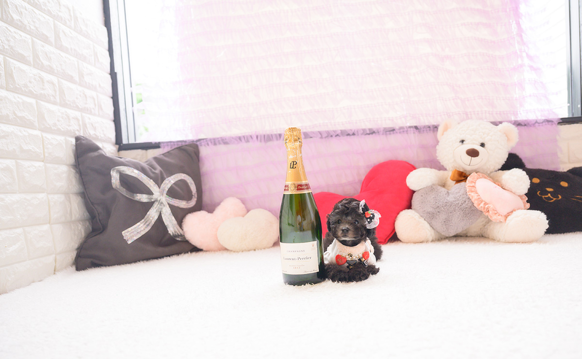 タイニープードルのシルバーの女の子｜2026年2月26日生まれ｜No.11183｜画像6枚目