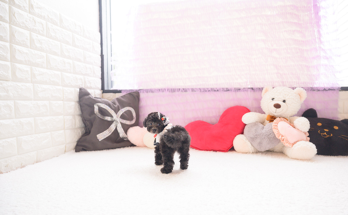 タイニープードルのシルバーの女の子｜2026年2月26日生まれ｜No.11183｜画像7枚目