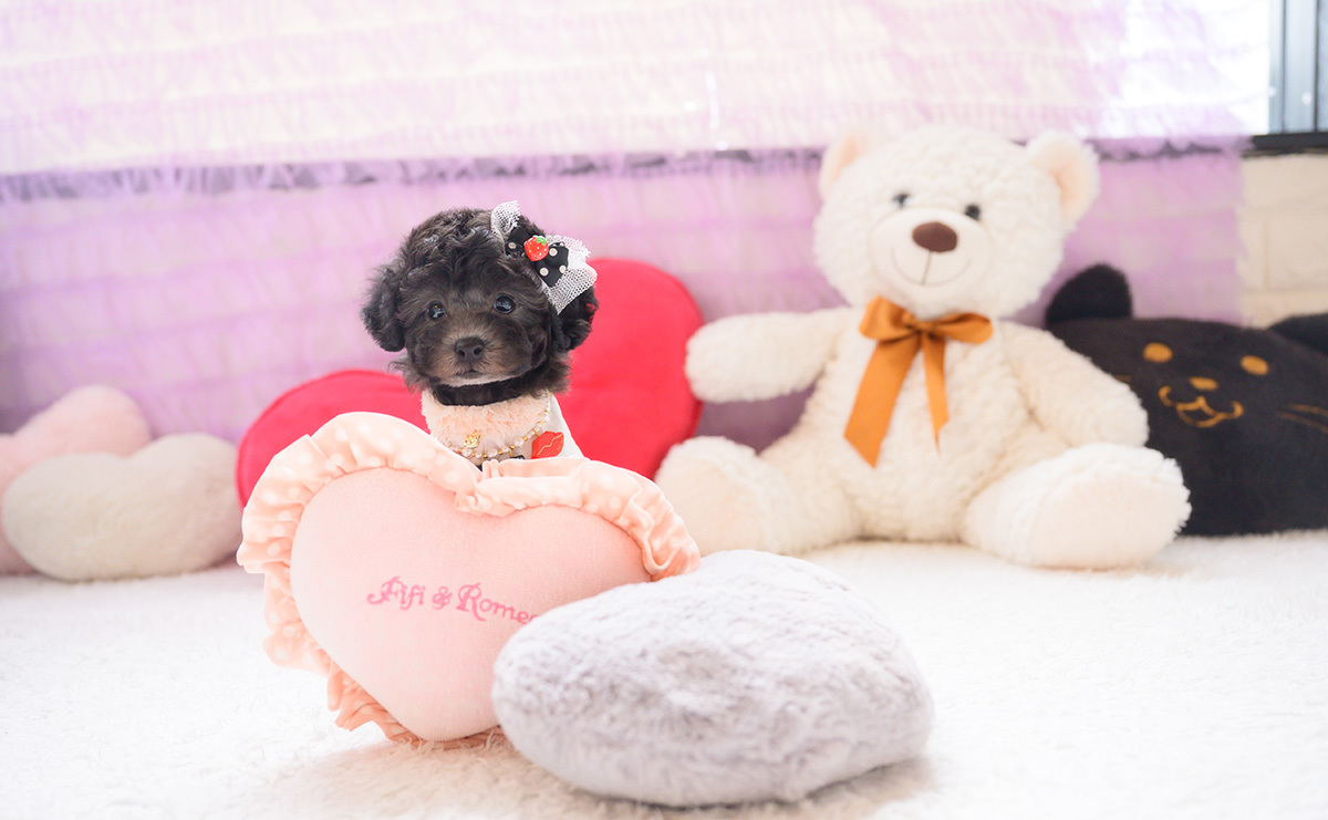 タイニープードルのシルバーの女の子｜2026年2月26日生まれ｜No.11183｜画像9枚目