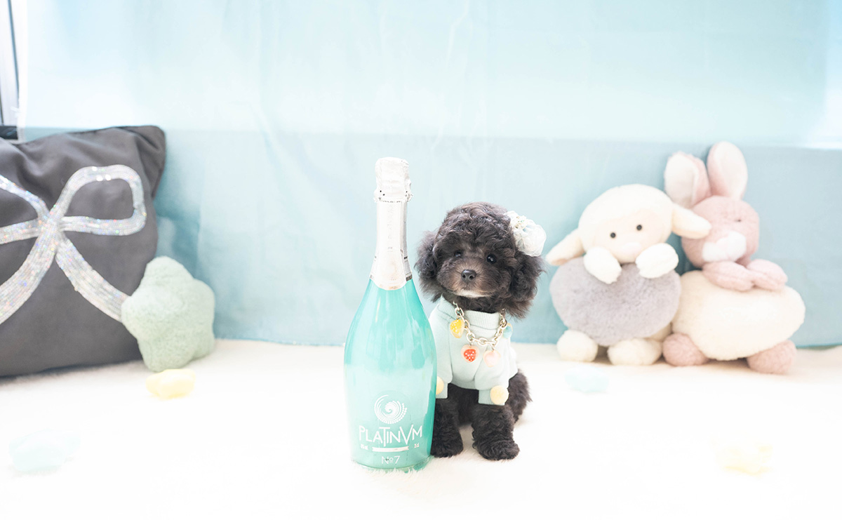 タイニープードルのシルバーの男の子｜2026年2月26日生まれ｜No.11187｜画像2枚目