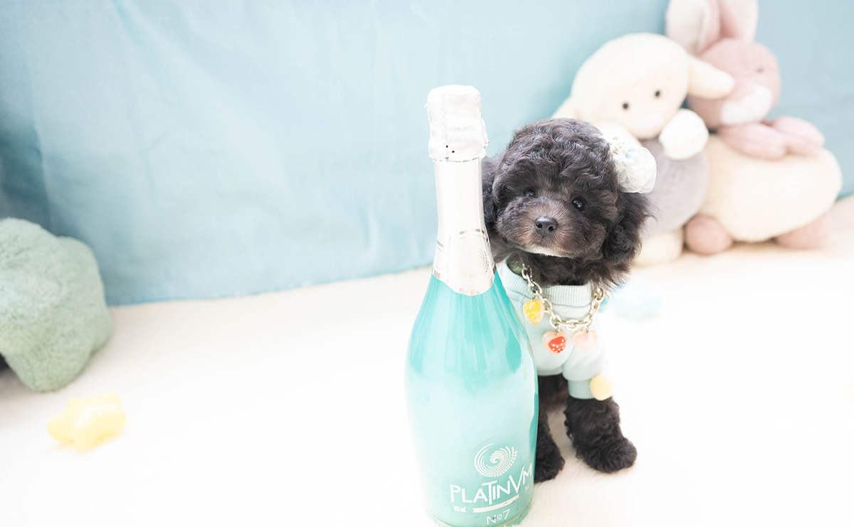 タイニープードルのシルバーの男の子｜2026年2月26日生まれ｜No.11187｜画像3枚目