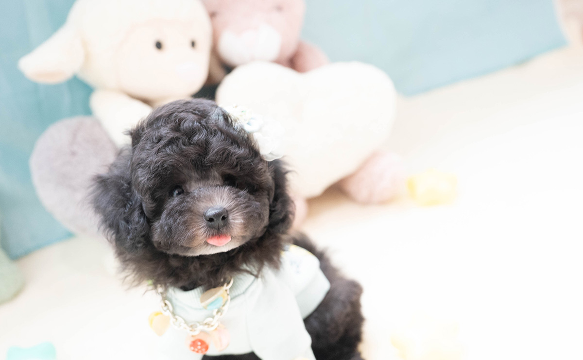 タイニープードルのシルバーの男の子｜2026年2月26日生まれ｜No.11187｜画像1枚目
