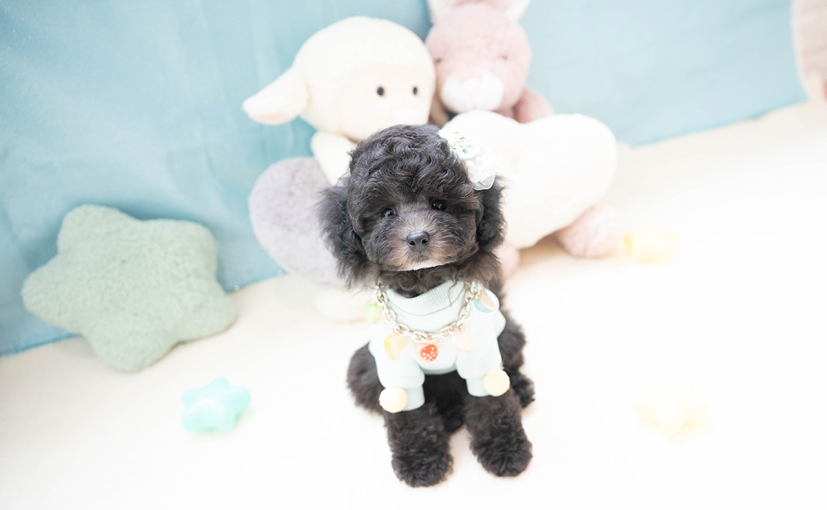 タイニープードルのシルバーの男の子｜2026年2月26日生まれ｜No.11187｜画像0枚目