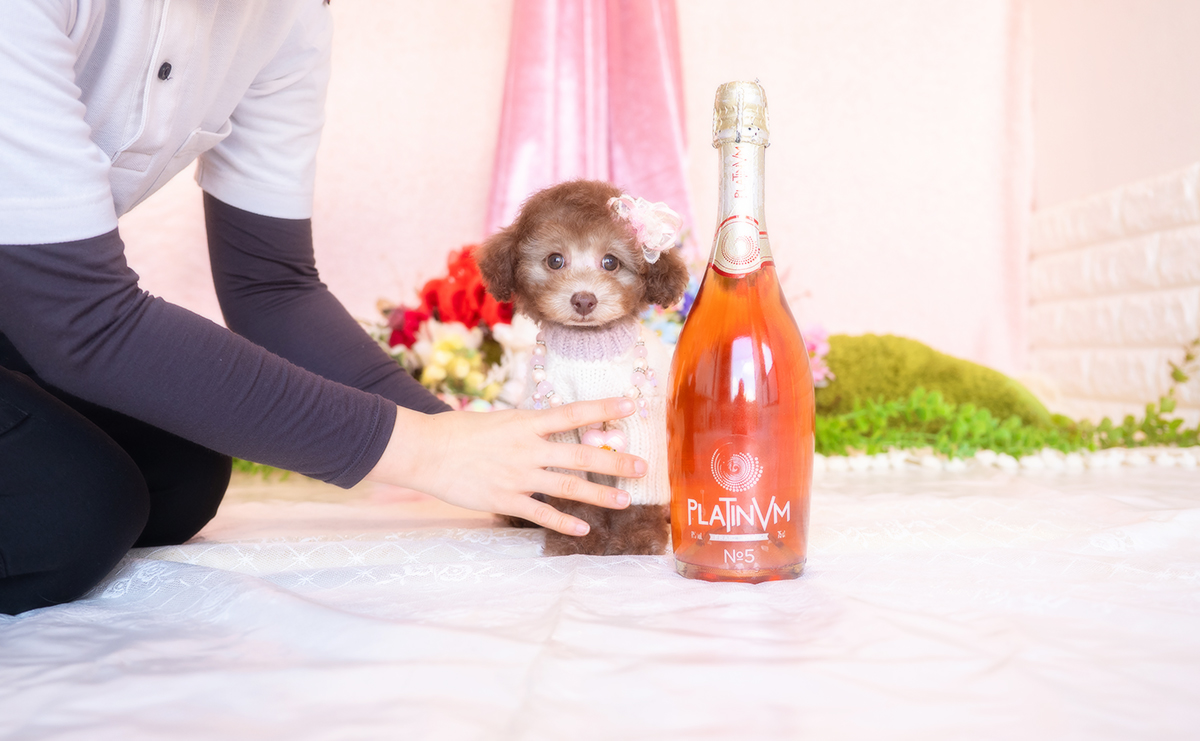 タイニープードルのシルバーベージュの女の子|2025年11月29日生まれ|No.11107|画像1枚目