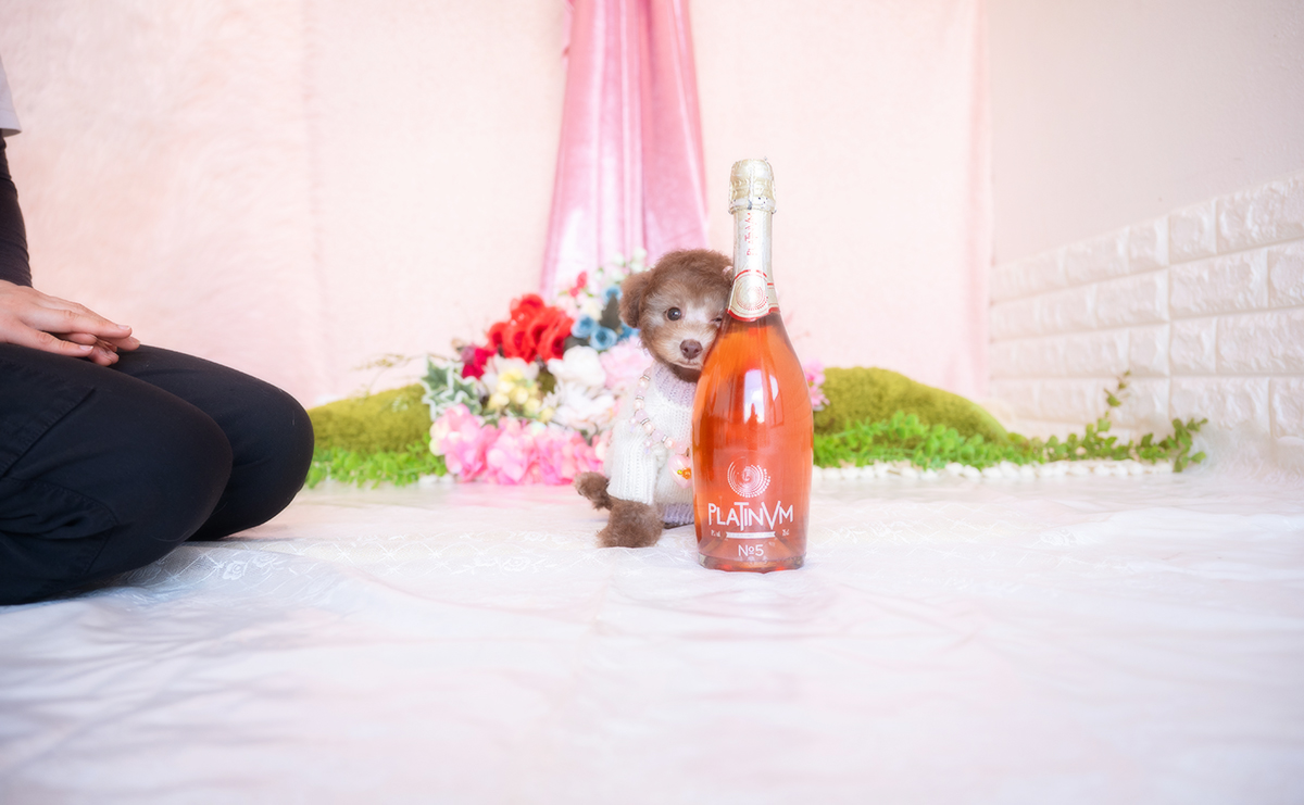 タイニープードルのシルバーベージュの女の子|2025年11月29日生まれ|No.11107|画像2枚目