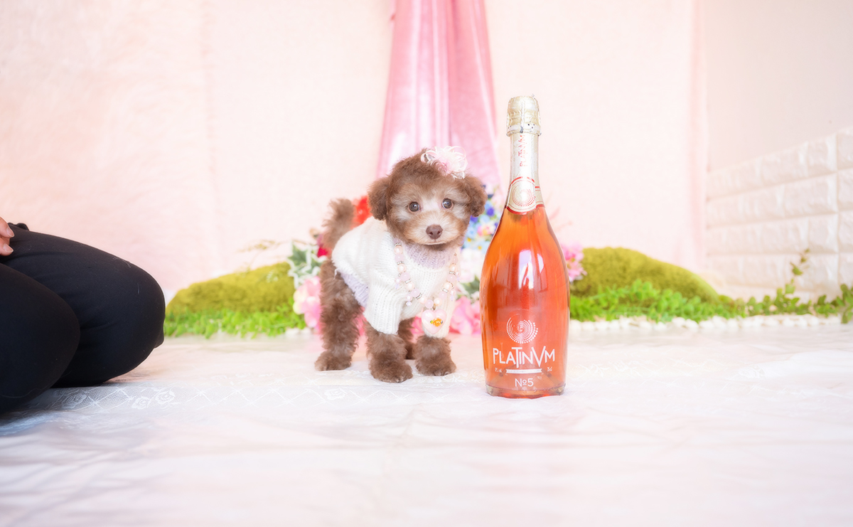 タイニープードルのシルバーベージュの女の子|2025年11月29日生まれ|No.11107|画像3枚目