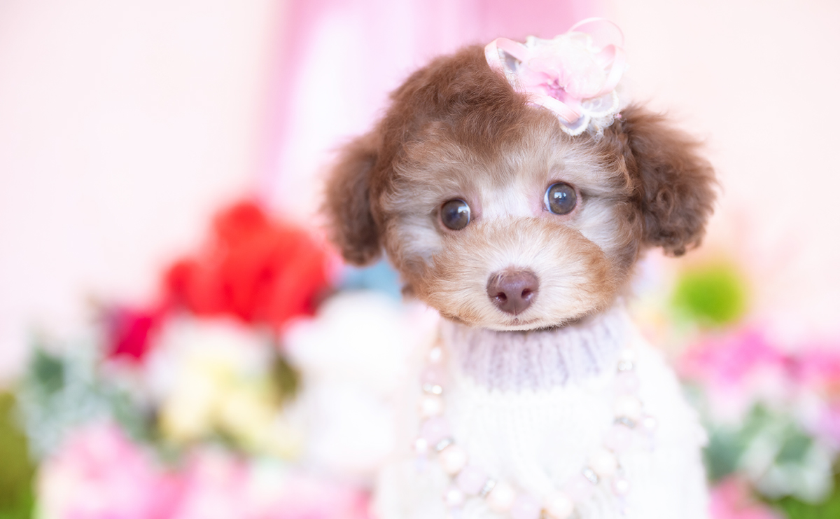 タイニープードルのシルバーベージュの女の子|2025年11月29日生まれ|No.11107|画像4枚目