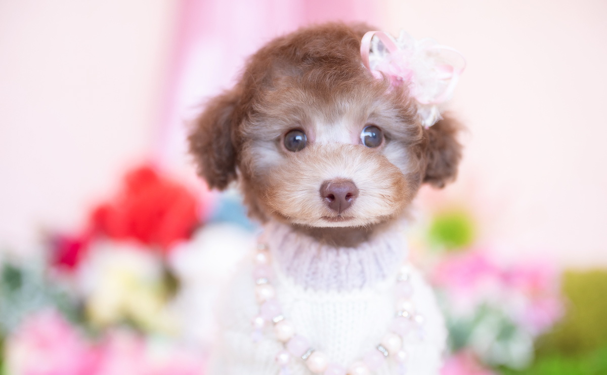 タイニープードルのシルバーベージュの女の子|2025年11月29日生まれ|No.11107|画像0枚目