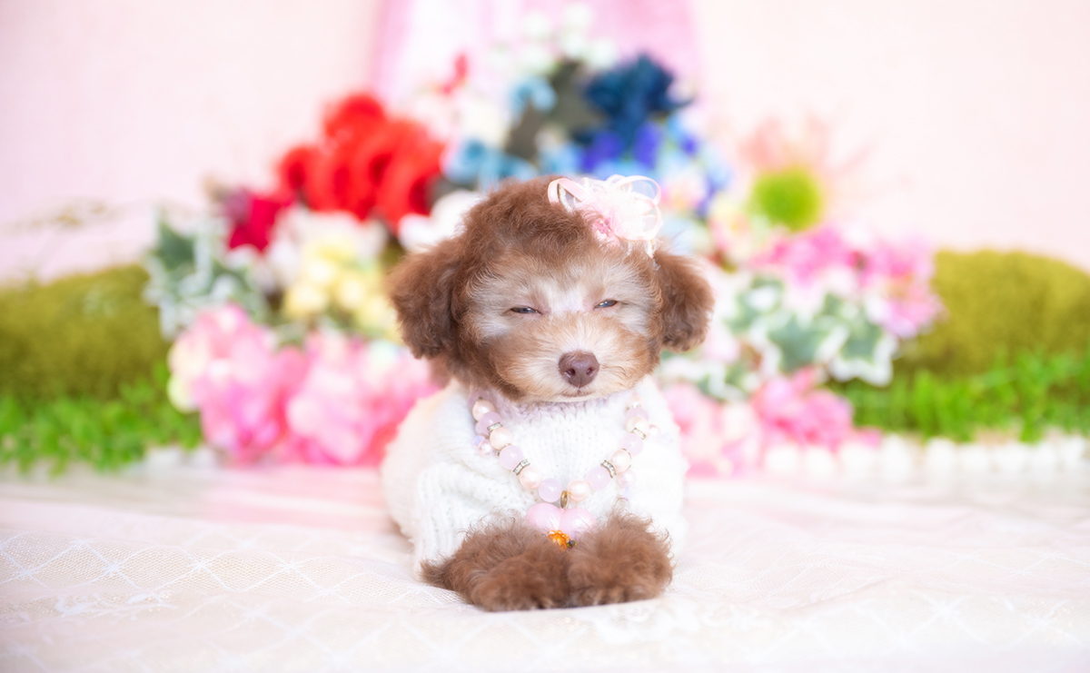 タイニープードルのシルバーベージュの女の子|2025年11月29日生まれ|No.11107|画像5枚目