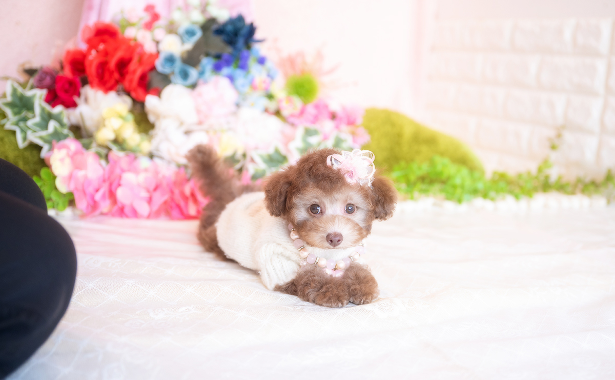 タイニープードルのシルバーベージュの女の子|2025年11月29日生まれ|No.11107|画像6枚目