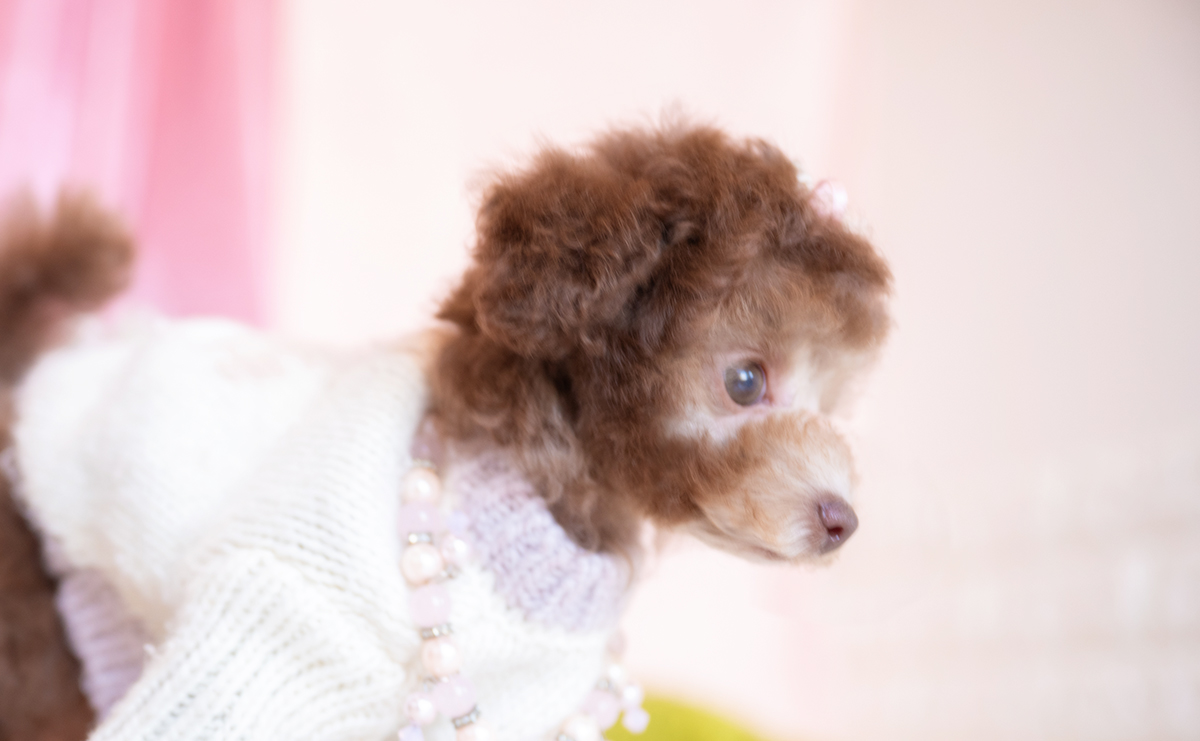 タイニープードルのシルバーベージュの女の子|2025年11月29日生まれ|No.11107|画像7枚目