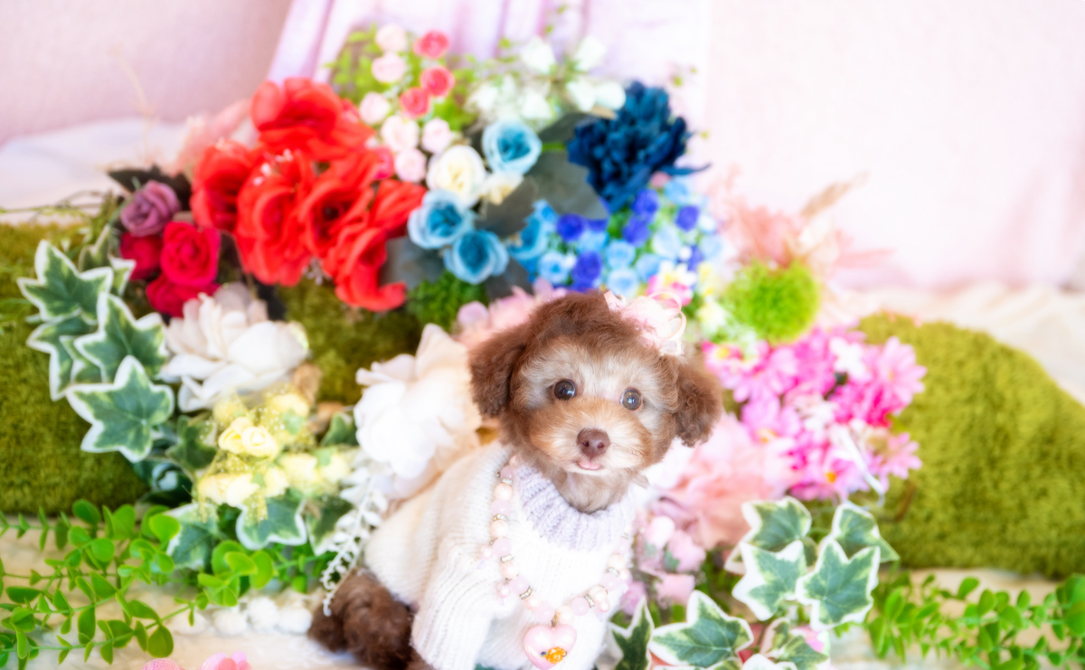 タイニープードルのシルバーベージュの女の子|2025年11月29日生まれ|No.11107|画像8枚目