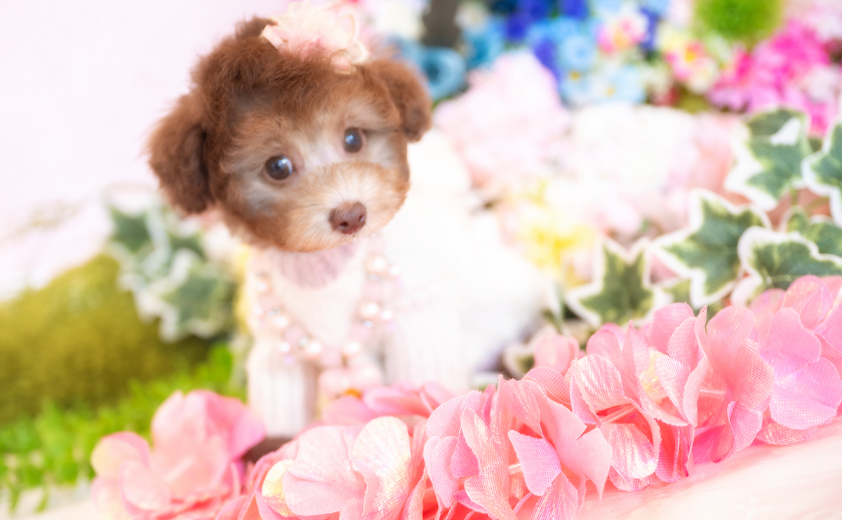 タイニープードルのシルバーベージュの女の子｜2025年11月29日生まれ｜No.11107｜画像9枚目