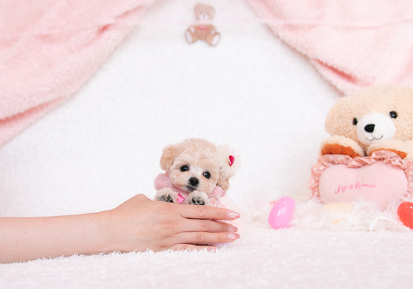 おまんじゅう顔のホワイトちゃんがデビュー！性格もとっても可愛いです！ | NO.09707 5枚目