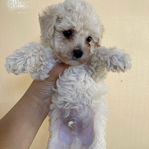 提携ブリーダーさんからのご紹介です。ムチムチでまんまるクリームくん！ | NO.09808 1枚目