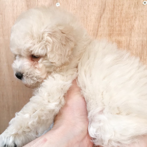 白くてモコモコとしたプードルって可愛いですよね。 | NO.09911 1枚目