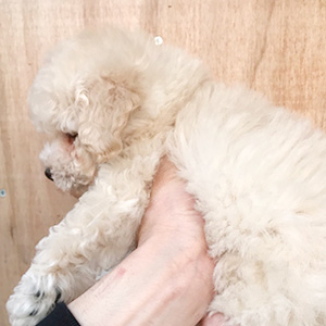白くてモコモコとしたプードルって可愛いですよね。 | NO.09911 2枚目
