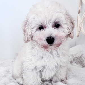 トイプードルのホワイトの男の子|2025年8月28日生まれ|No.10924|画像2枚目